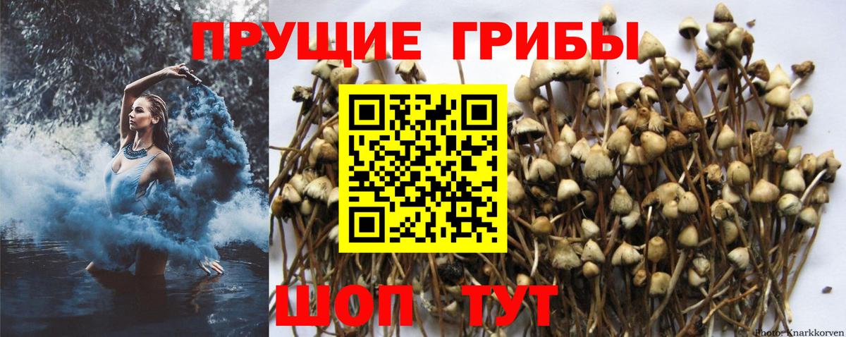 Галлюциногенные грибы прущие грибы  Вход с VPN  Звенигород  Псилоцибиновые грибы прущие грибы 