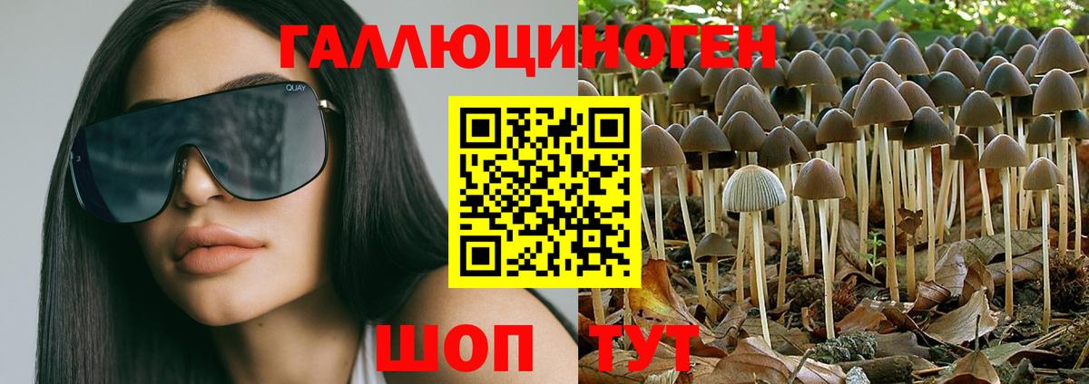 Псилоцибиновые грибы Cubensis Звенигород